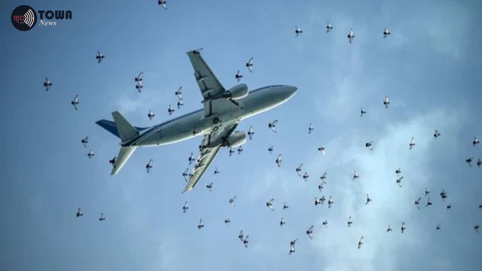 Bird Strike: Ancaman Serius bagi Keselamatan Penerbangan