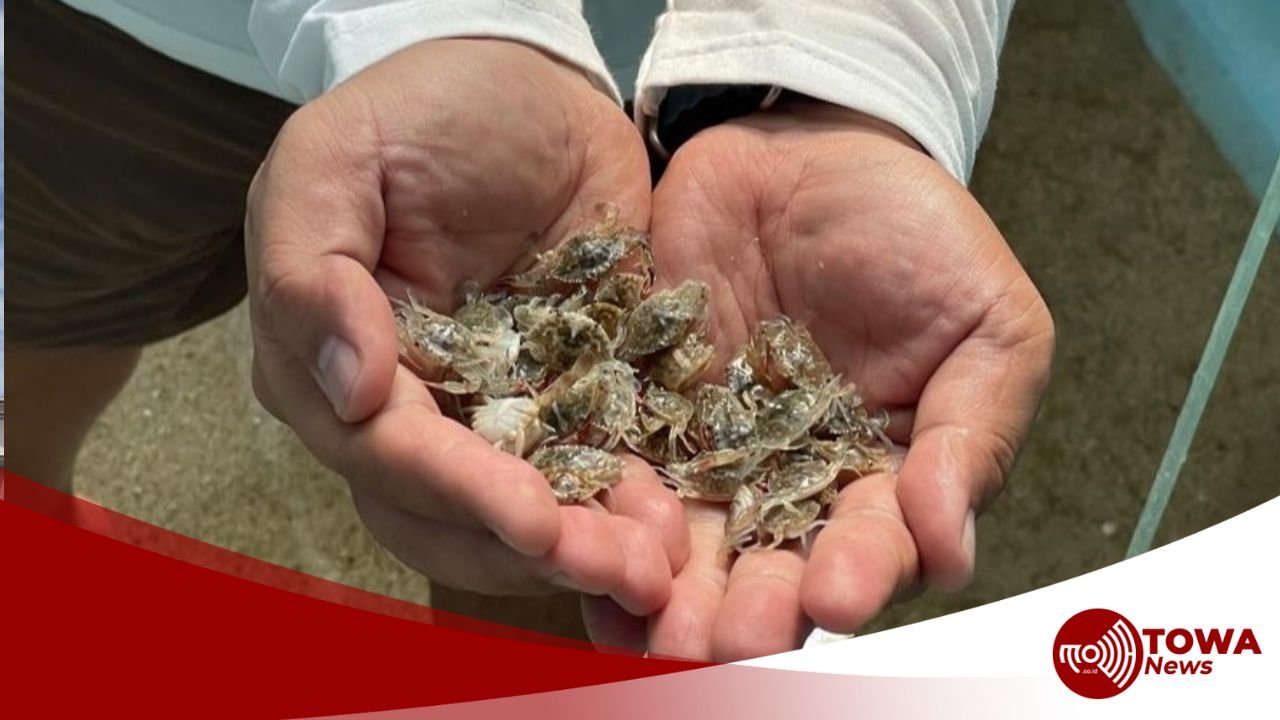 KKP Genjot Budidaya Rajungan, Antisipasi Overfishing dan Penuhi Permintaan Ekspor