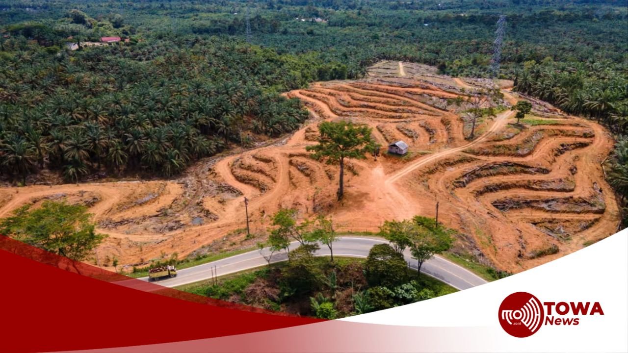 Pemerintah Indonesia Desak Uni Eropa Tunda Aturan Deforestasi hingga 2028, Khawatirkan Nasib Petani Kecil