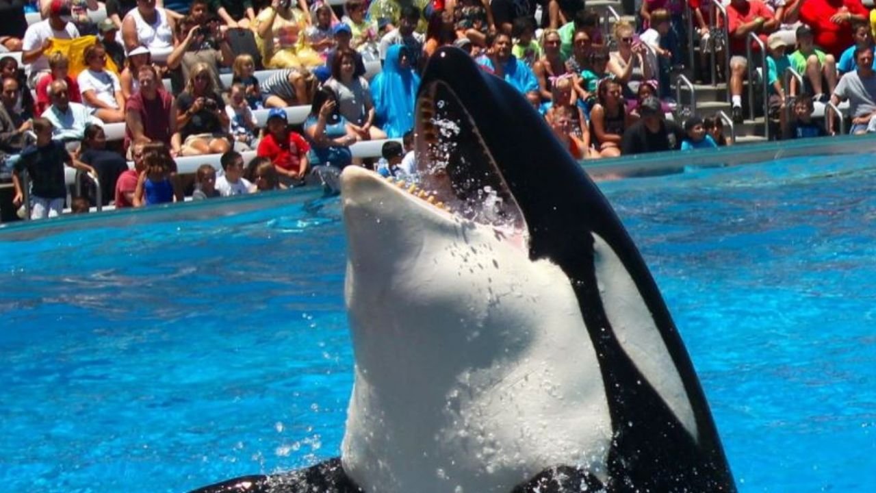Pelatih Jessica Radcliffe Dibunuh Orca Viral di Media Sosial Tenyata Video Hoax